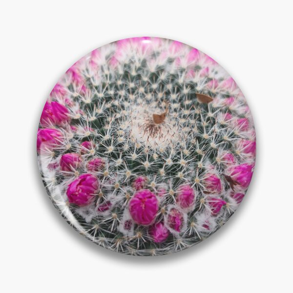Item preview, Pink flowering pincushion cactus macro bloom designed and sold by Kainicram.