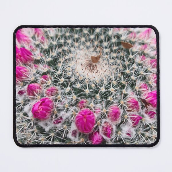 Item preview, Pink flowering pincushion cactus macro bloom designed and sold by Kainicram.
