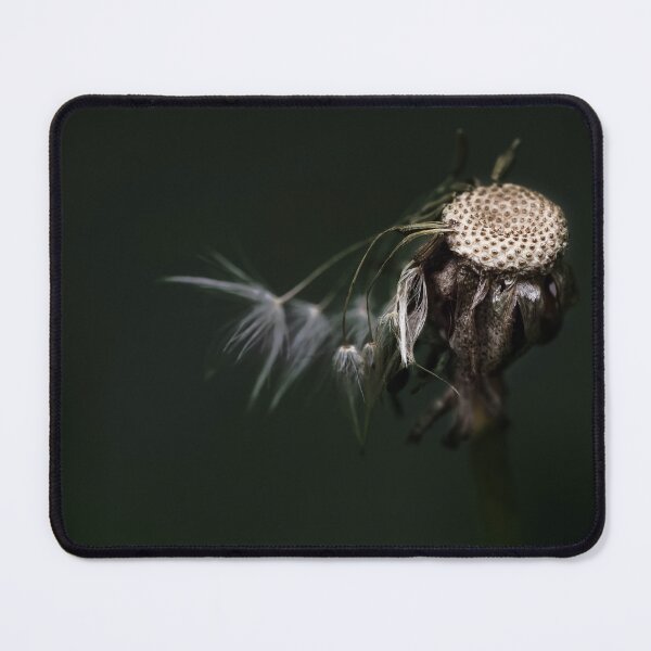 Item preview, Beautiful white dandelion clock dark background macro designed and sold by TanalyFlowers.