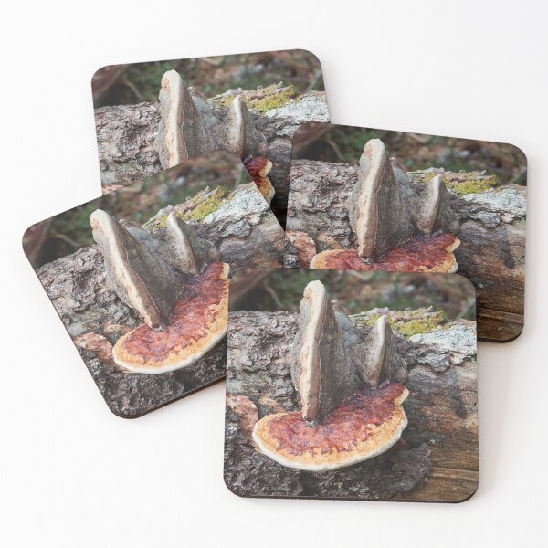 Item preview, Two ways. Red Banded Polypore designed and sold by Jouko Lehto Photography.