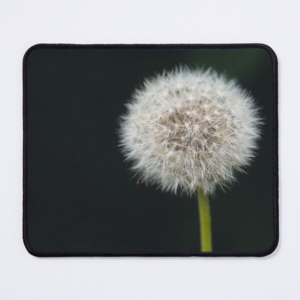 Item preview, Beautiful white blooming fluffy blowball dandelion right side dark background macro designed and sold by TanalyFlowers.