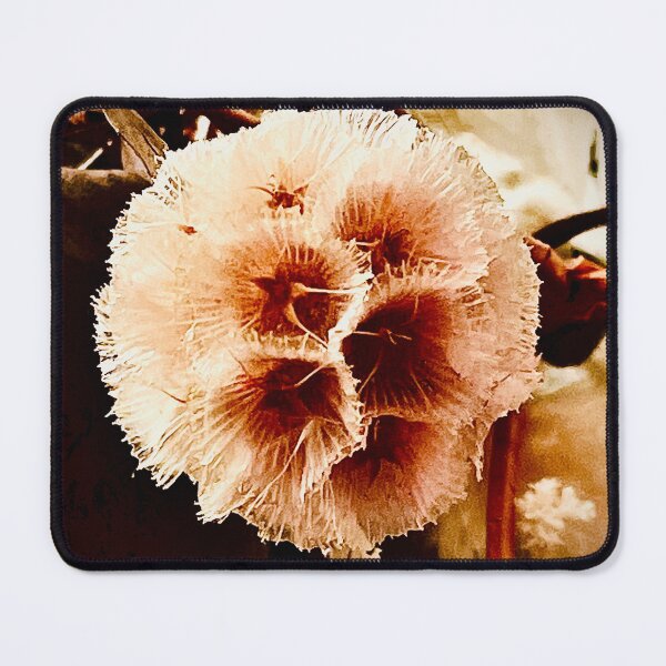 Item preview, Photograph Australian Seed Pod designed and sold by Cityflower.