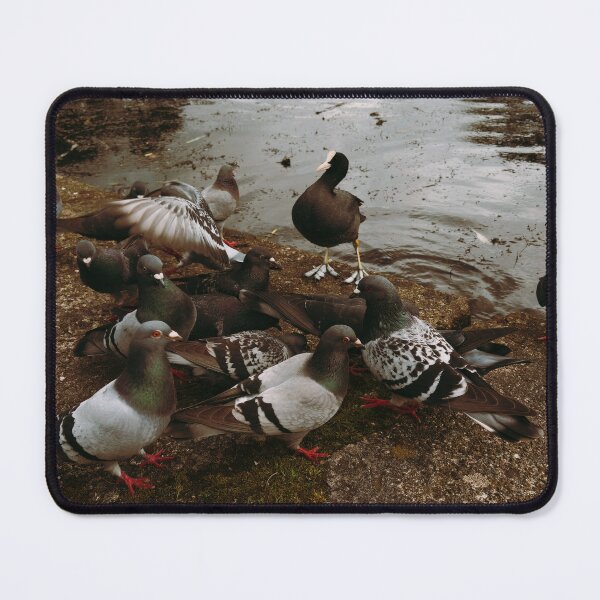 Item preview, Victoria Park Pigeon Brawl of April 2026 (Glasgow, Scotland) designed and sold by photosbykel.