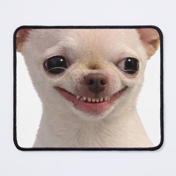 Item preview, White Chihuahua Fake Smile Forced Grin Grumpy Dog Art designed and sold by Mustangana.
