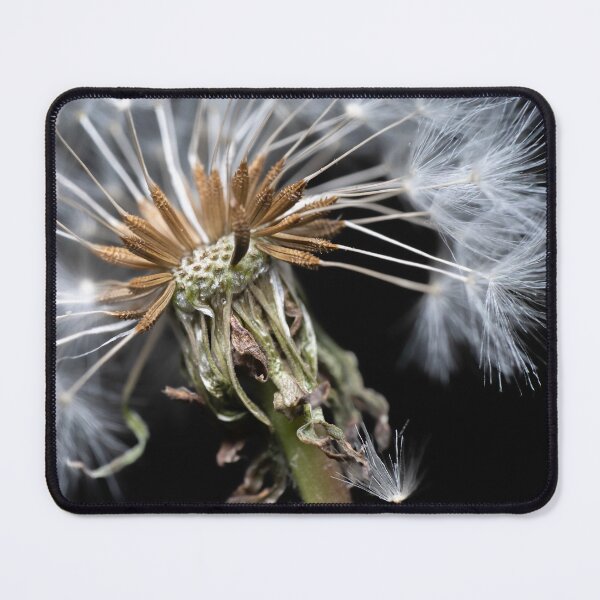 Item preview, Creative white blooming dandelion dark background macro designed and sold by TanalyFlowers.