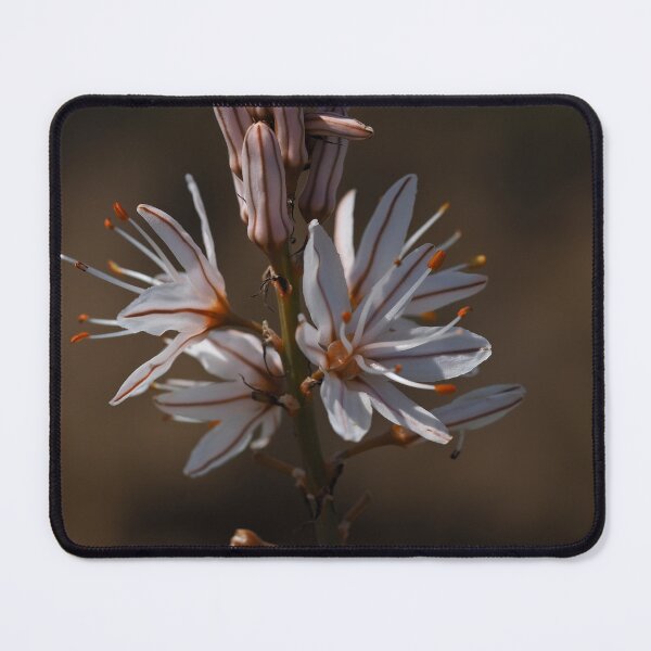 Item preview, Delicate White Wildflower Macro in Soft Ligh designed and sold by onubi.