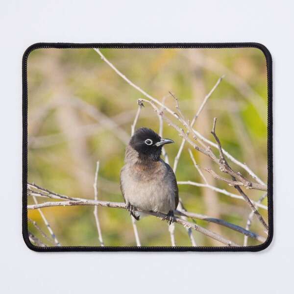 Item preview, Curious Songbird Resting on Bare Branches designed and sold by onubi.
