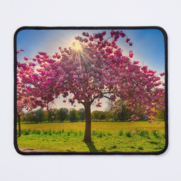 Item preview, Harrogate Cherry Blossom designed and sold by Alisonchambers2.