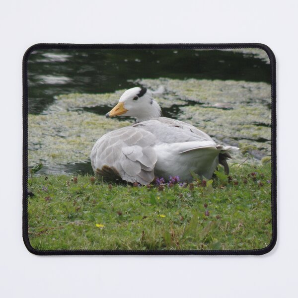 Item preview, Sunbathing Bar Headed Goose Photograph designed and sold by naturegallery.