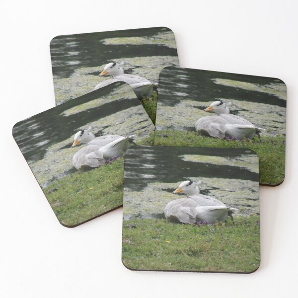Item preview, Sunbathing Bar Headed Goose Photograph designed and sold by naturegallery.