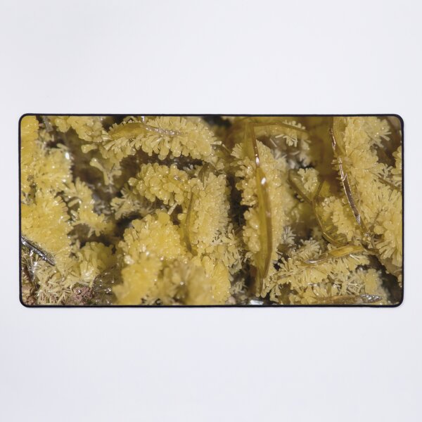 Item preview, Wulfenite and Mimetite crystal cluster macro photography designed and sold by MacroStones.