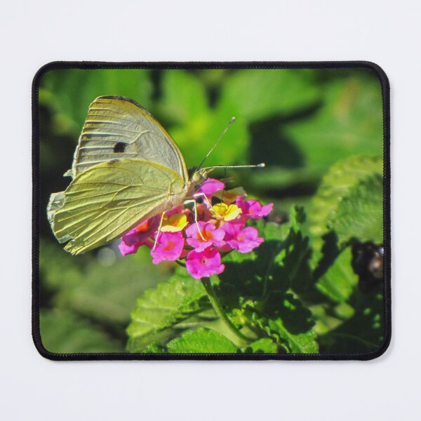 Item preview, Yellow Butterfly Feeding On Pink Wildflower In Lush Green Garden Macro Close-Up designed and sold by Nmallia.