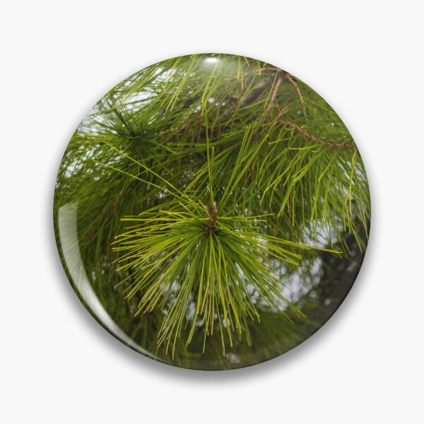 Item preview, Close-Up of Green Pine Needles on Evergreen Branch With Morning Dew in Forest designed and sold by Nmallia.