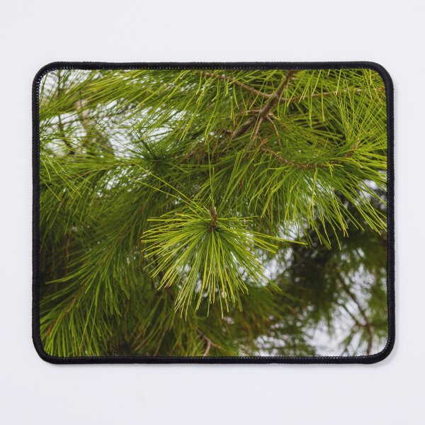 Item preview, Close-Up of Green Pine Needles on Evergreen Branch With Morning Dew in Forest designed and sold by Nmallia.