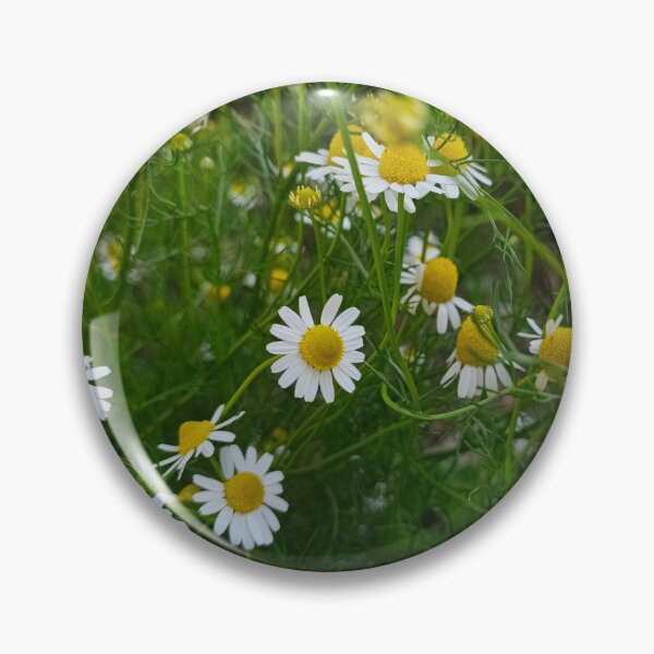 Artikelvorschau, Gänseblümchen im Garten: Natur und Frische entworfen und verkauft von katefndz.