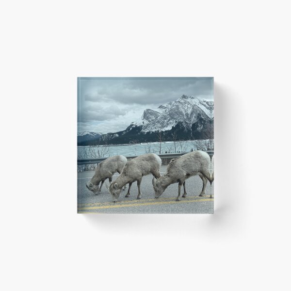Item preview, Mountain Goat designed and sold by Ulaksimran.