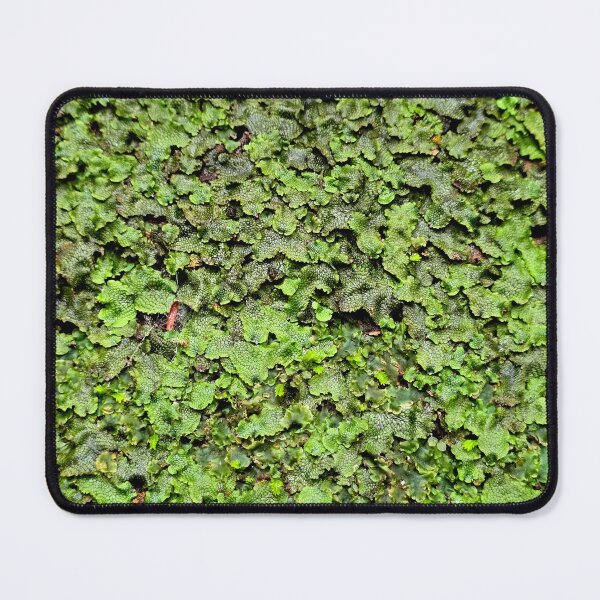 Item preview, Snakeskin Liverwort designed and sold by bjtomiko.