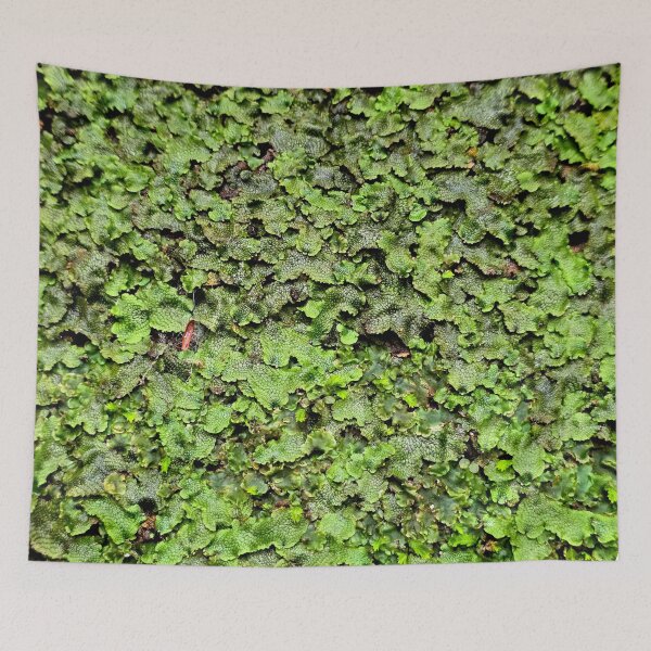 Item preview, Snakeskin Liverwort designed and sold by bjtomiko.