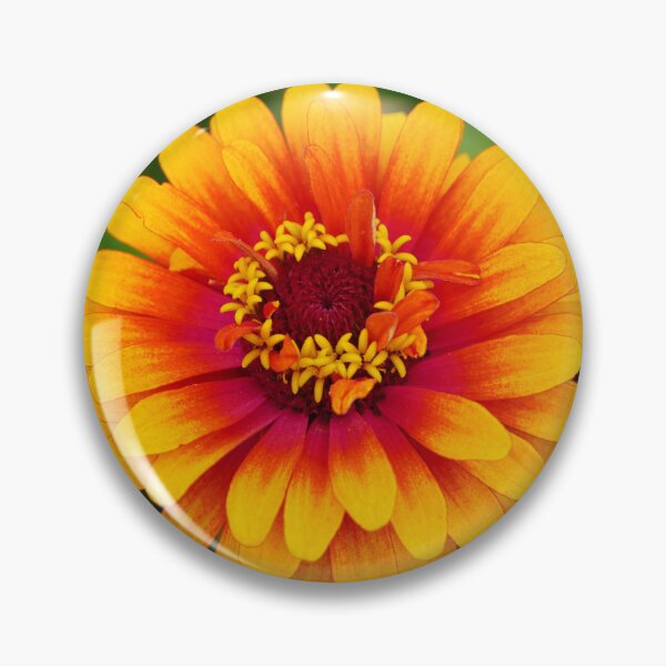 Item preview, Fairy Fire Flower - Golden Yellow Zinnia with an Orange and Scarlet Center designed and sold by Loveisthebtwd.