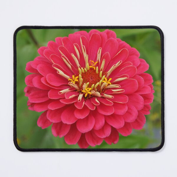 Item preview, Strawberry Lime Slushie - Bright Pink and Lime Green Zinnia Flower designed and sold by Loveisthebtwd.