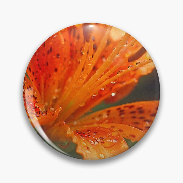 Item preview, Daylily, Genus Hemerocallis, Full Bloom, Bright Sunlight designed and sold by AMacGPhilly.