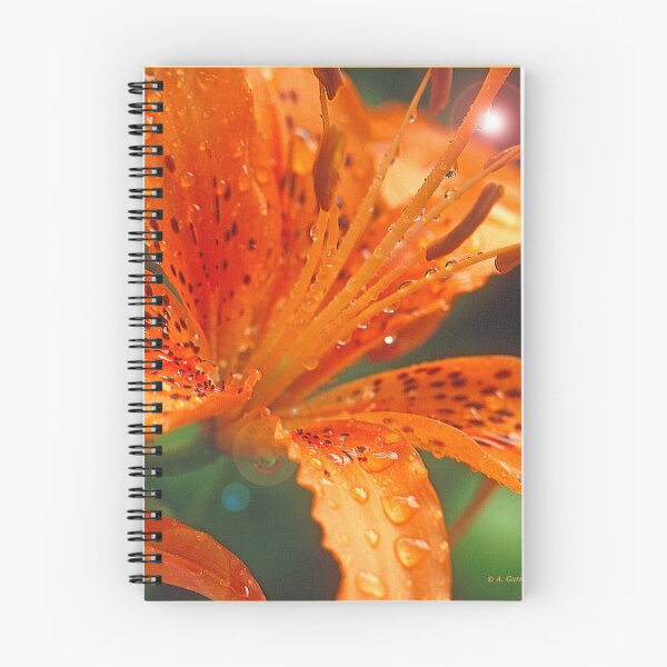 Item preview, Daylily, Genus Hemerocallis, Full Bloom, Bright Sunlight designed and sold by AMacGPhilly.