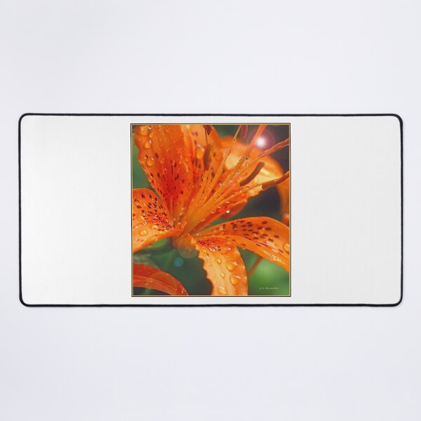 Item preview, Daylily, Genus Hemerocallis, Full Bloom, Bright Sunlight designed and sold by AMacGPhilly.