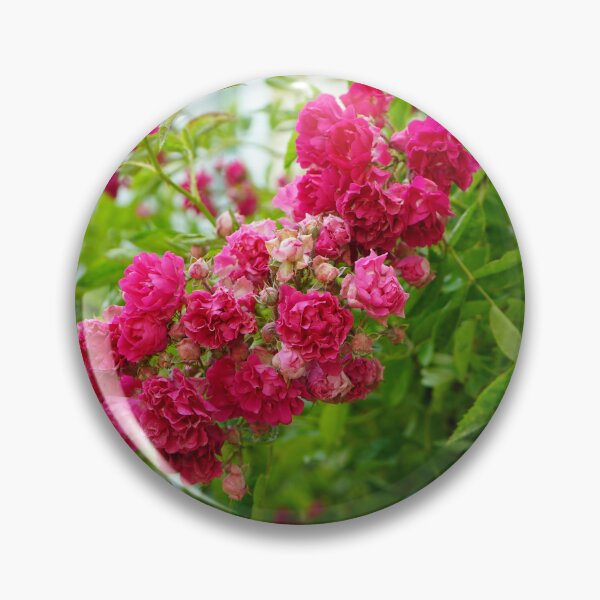 Item preview, She Knows How to Bloom - Wild and Well-rooted Rose Bush designed and sold by Loveisthebtwd.