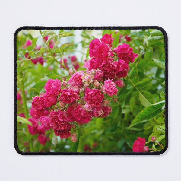 Item preview, She Knows How to Bloom - Wild and Well-rooted Rose Bush designed and sold by Loveisthebtwd.