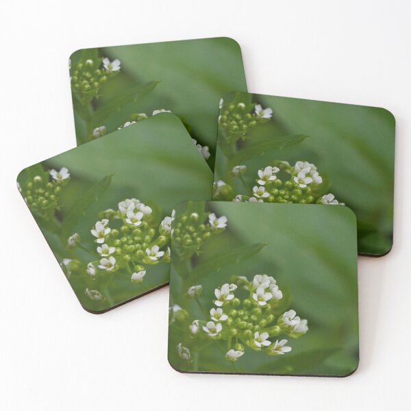 Item preview, Sweet Alyssum  designed and sold by Cblifeisgood.