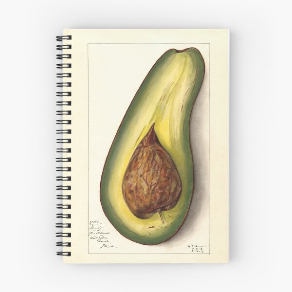 Item preview, Persea Family Avocado Botanical Study designed and sold by Glimmersmith.