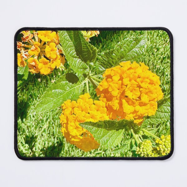 Item preview, Yellow Lantanas Flowers Stickers Prints Posters Wall Art Magnet Home Coffee Cup Decoration TShirt Stationary Notebook Magnet Hat Kitchen Work School Office Redbubble Shop designed and sold by Saritas Boutique Shop.
