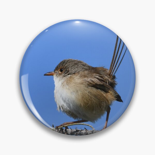 Item preview, Round Wren designed and sold by photosbymia.