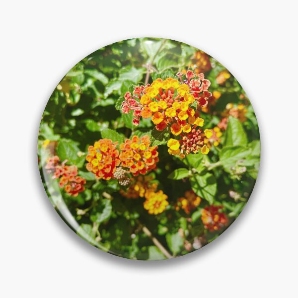 Item preview, Lantanas Flowers Orange & Yellow Stickers Prints Posters Wall Art Magnet Home Coffee Cup Decoration TShirt Stationary Notebook Magnet Hat Kitchen Work School Office Redbubble Shop designed and sold by Saritas Boutique Shop.