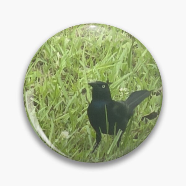 Item preview, Brewer’s Blackbird: Sleek Shimmering Songbird of North America. designed and sold by Pearls1.