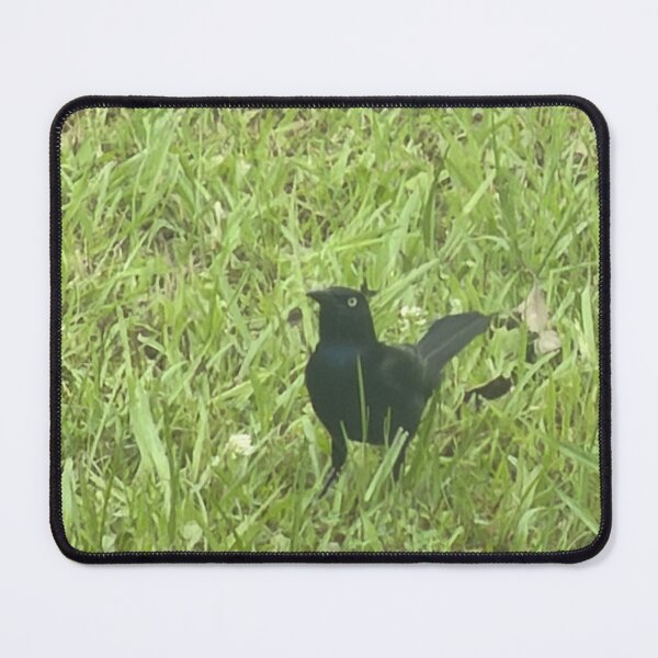 Item preview, Brewer’s Blackbird: Sleek Shimmering Songbird of North America. designed and sold by Pearls1.