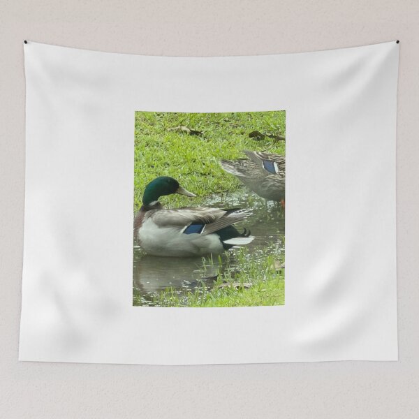Item preview, Mallard Ducks Swimming in a Quiet Ditch. designed and sold by Pearls1.