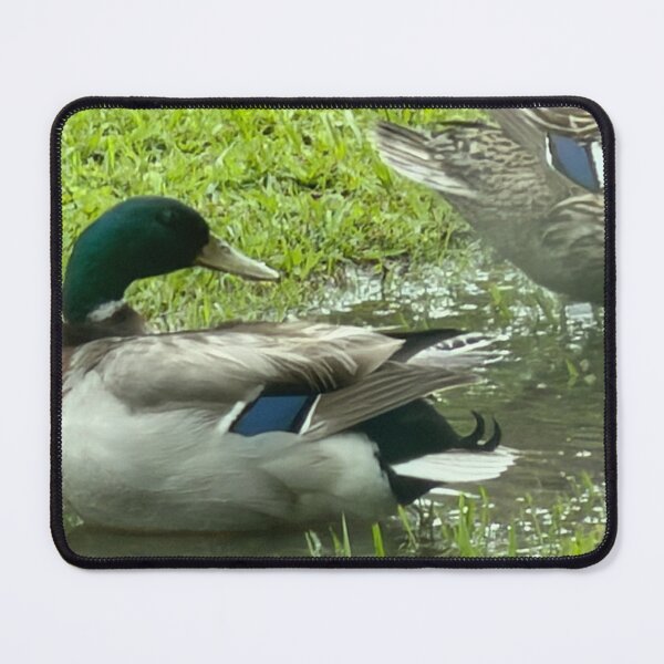 Item preview, Mallard Ducks Swimming in a Quiet Ditch. designed and sold by Pearls1.
