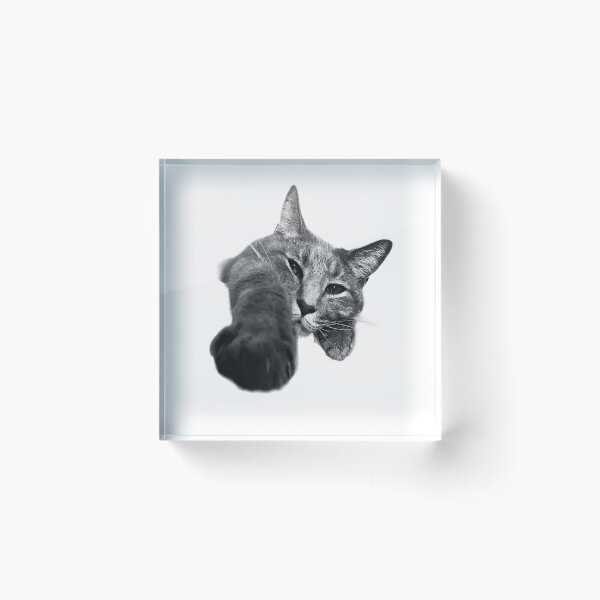Artikelvorschau, Faules Katzen-Stretch-T-Shirt entworfen und verkauft von gidget-gadget.
