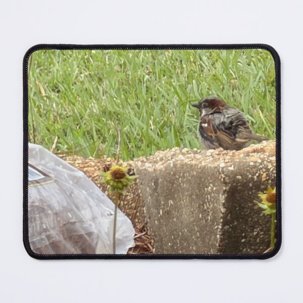Item preview, House Sparrow (Passer domesticus) – Urban Bird Behavior, Habitat & Identification designed and sold by Pearls1.