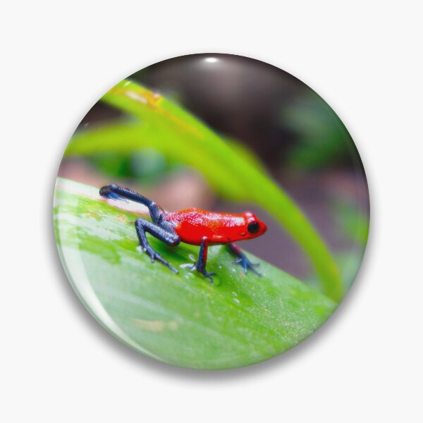 Item preview, Strawberry Poison Frog: Nature's Scarlet Gem designed and sold by sky earth human.