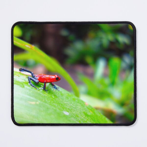 Item preview, Strawberry Poison Frog: Nature's Scarlet Gem designed and sold by sky earth human.