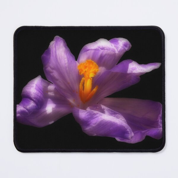 Item preview, Purple Crocus Flower on Black Background designed and sold by MajikFlower.