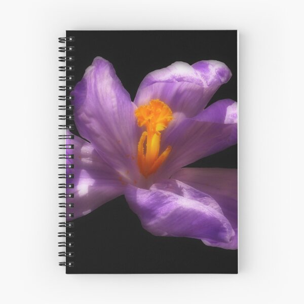 Item preview, Purple Crocus Flower on Black Background designed and sold by MajikFlower.