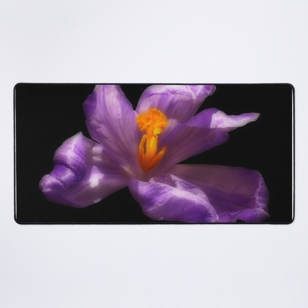 Item preview, Purple Crocus Flower on Black Background designed and sold by MajikFlower.