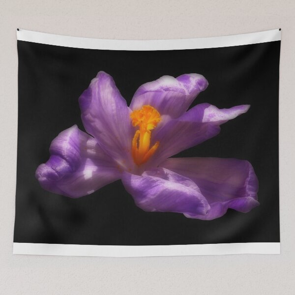Item preview, Purple Crocus Flower on Black Background designed and sold by MajikFlower.