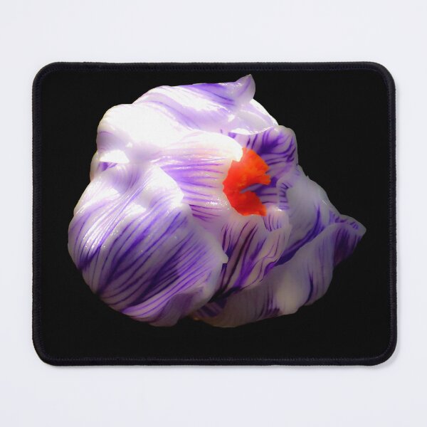Item preview, Striped Purple Crocus Flower on Black Background designed and sold by MajikFlower.