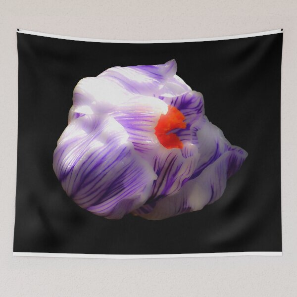Item preview, Striped Purple Crocus Flower on Black Background designed and sold by MajikFlower.