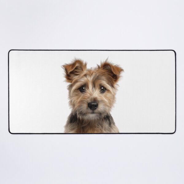 Item preview, Adorable Norwich Terrier pup for Cute Jones Terrier puppy lovers designed and sold by LazyOwlStore.