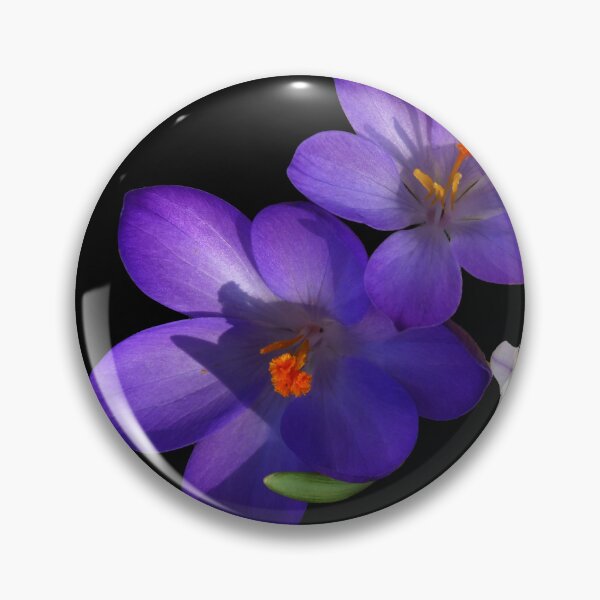 Item preview, Purple and White Crocus Flowers on Black Background designed and sold by MajikFlower.